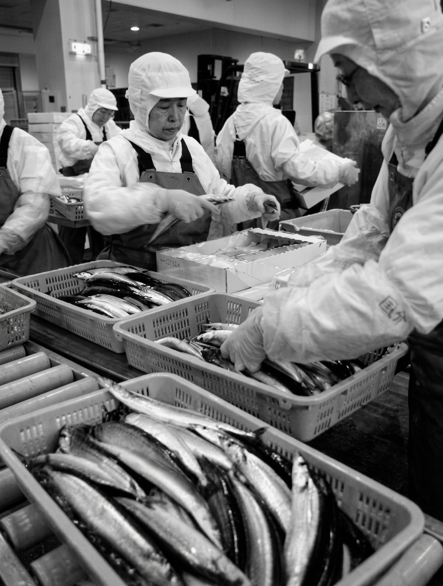 カゴに並んだ魚を仕分ける作業風景